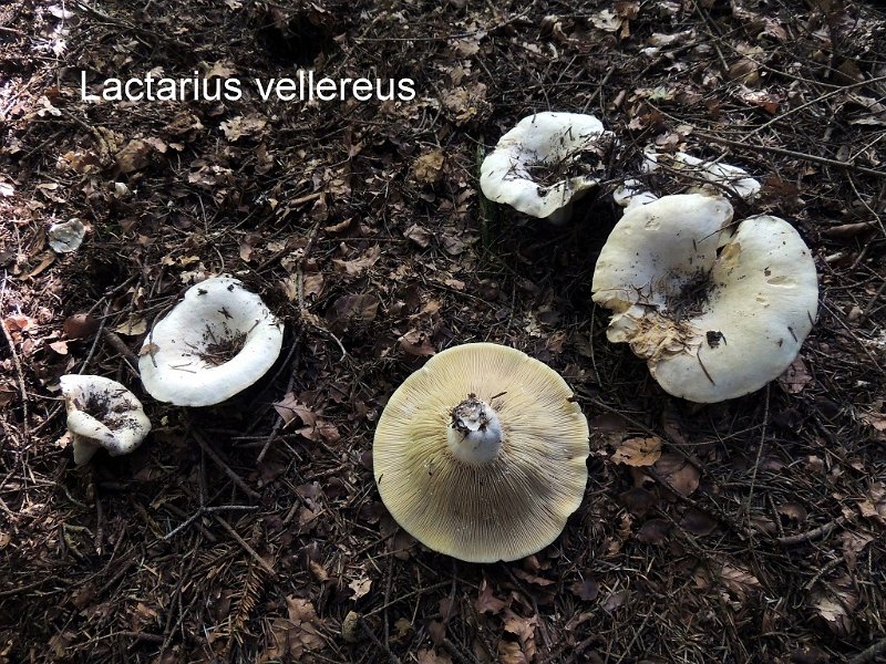 Lactifluus vellereus-amf1134.jpg - Lactifluus vellereus ; Syn1: Lactarius vellereus ; Syn2: Lactarius listeri ; Nom français: Lactaire velouté